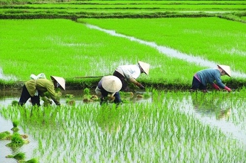 Sekuriti makanan: Perluaskan tanaman padi di Sabah, Sarawak