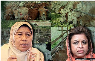 DAKWA SHAHRIZAT!!! RM250 juta wang rakyat dibazirkan untuk 1,000 ekor lembu oleh syarikat anak-beranak