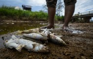 Ratusan ikan mati di Kuantan, akibat bauksit?